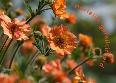 felicitatiekaart-1-2024